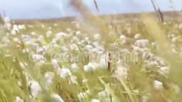 绒毛和草的绿色背景录像乡村夏日田野里的紫罗兰花美丽的自然视频的预览图