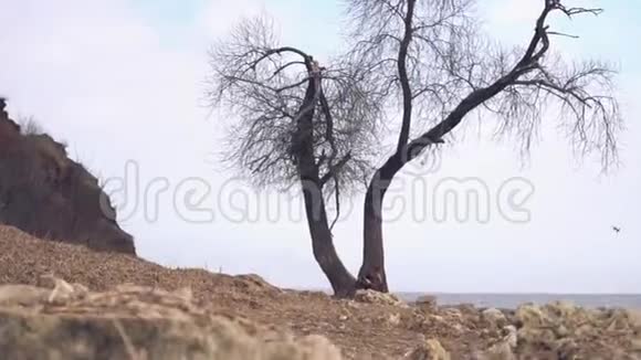 孤独的老树在海边录像在一片阴云密布阴雨绵绵的海滩上孤独干燥的树干视频的预览图