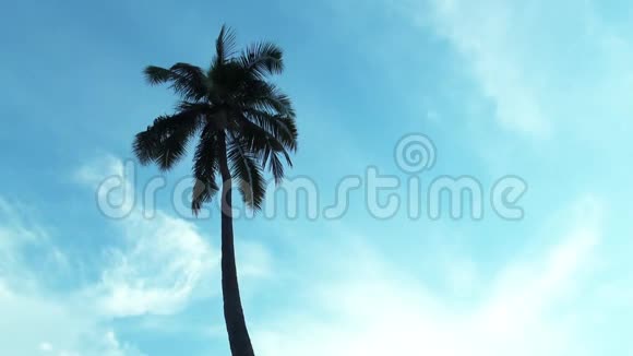 具有蓝天背景和复制空间区域的椰子棕榈树视频的预览图