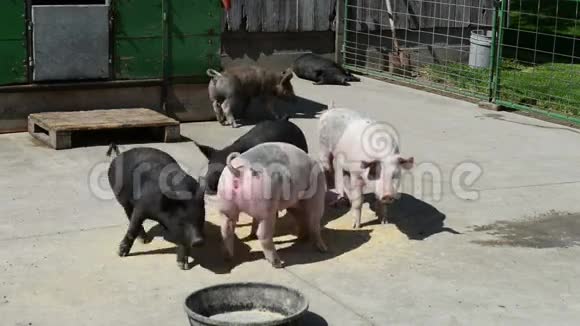 猪猪圈农场农业视频的预览图