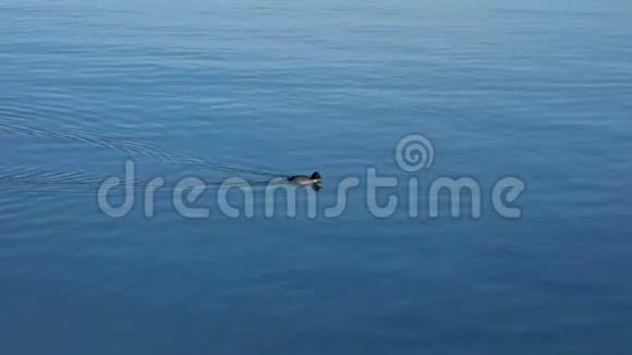 一只孤独的鸭子游向木制码头视频的预览图