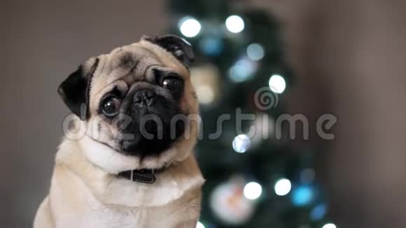 肖像狗看相机在圣诞树背景视频的预览图