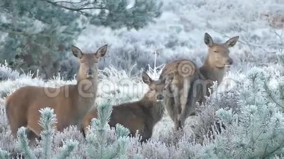 驯鹿鹿动物大自然野生视频的预览图