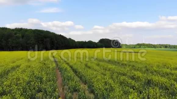 阳光灿烂的油菜花田空中飞行场景视频的预览图