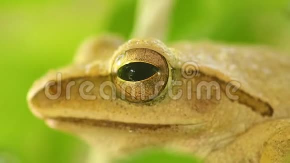 金树蛙宏头眨眼静态特写视频的预览图