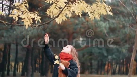 可爱的欢笑的有趣的快乐的小女孩带着泰迪熊摇摇树枝黄色的秋叶从树上飘落下来视频的预览图
