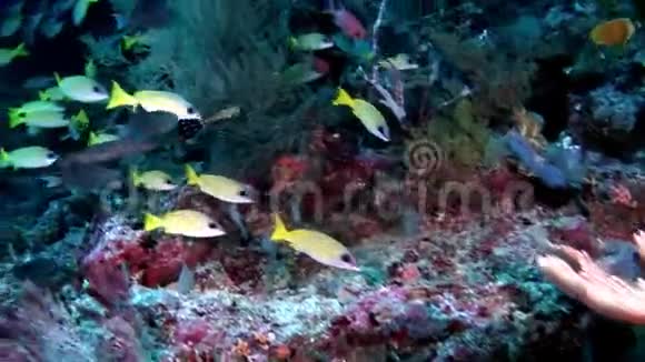 在马尔代夫海底背景下笛针鱼微妙地长在水下视频的预览图