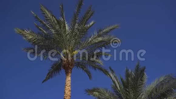 棕榈树上的叶子随风摇曳视频的预览图