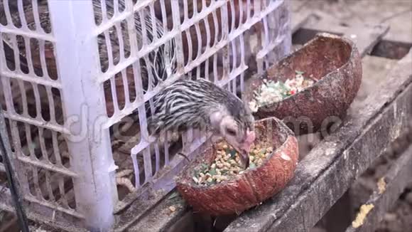 农村塑料容器笼子里的鸡生活视频的预览图
