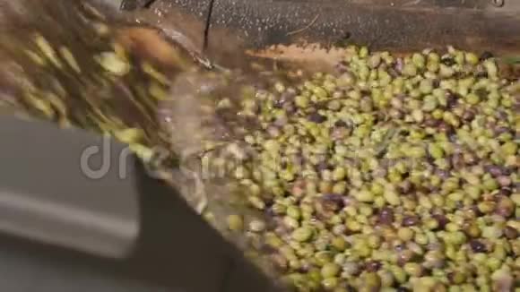 油的生产过程中会清洗橄榄视频的预览图