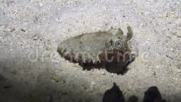 红海沙底海鱼视频的预览图