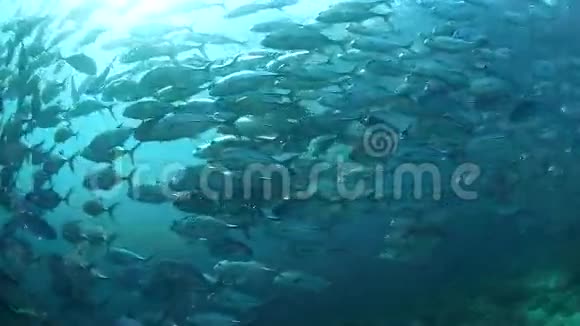 西巴丹的杰克鱼学校视频的预览图