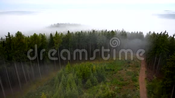 雾飘在树间视频的预览图