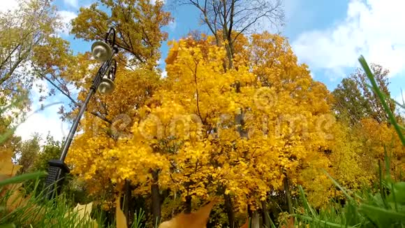 观非常美丽的秋枫树和路灯秋季背景视频的预览图