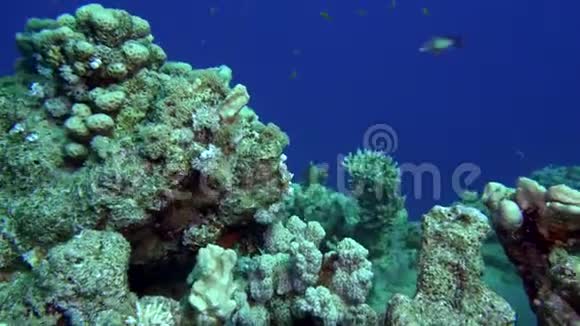 海葵释放水美丽的珊瑚虫视频的预览图