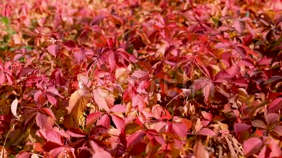秋天秋天的颜色各种颜色的葡萄叶红色覆盆子勃艮第猩红太阳光线和眩光视频的预览图