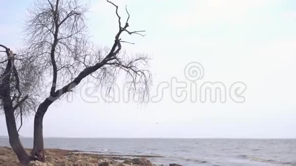 孤独的老树在海边录像在一片阴云密布阴雨绵绵的海滩上孤独干燥的树干视频的预览图