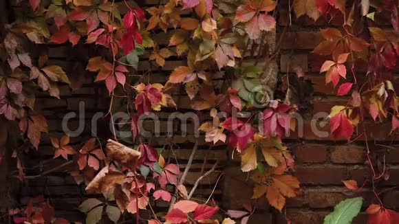 秋天秋天的颜色各种颜色的葡萄叶红色覆盆子勃艮第猩红太阳光线和眩光视频的预览图