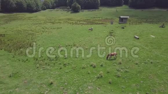在绿色高地放牧的野马的4k轨道空中由一间小屋和一片森林组成视频的预览图