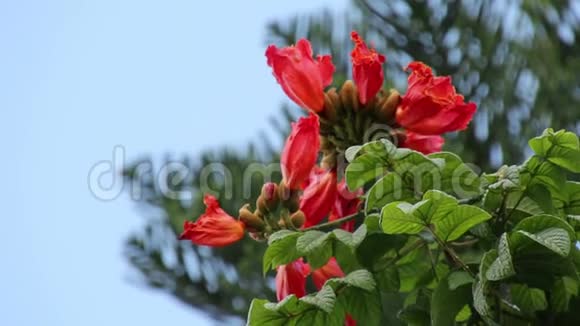 在自然光下的红花或非洲郁金香花视频的预览图