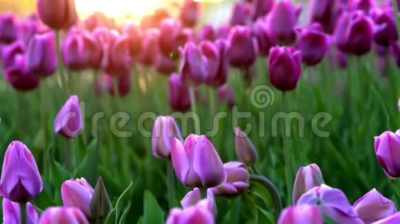 紫色的郁金香在微弱的风中轻轻摇曳夕阳的光芒美丽地照亮了花朵视频的预览图