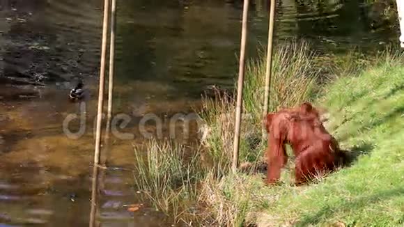 母子婆罗洲猩猩视频的预览图