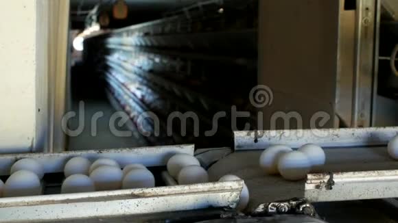 禽类制作鸡蛋的工厂鸡蛋通过传送带特写室内视频的预览图