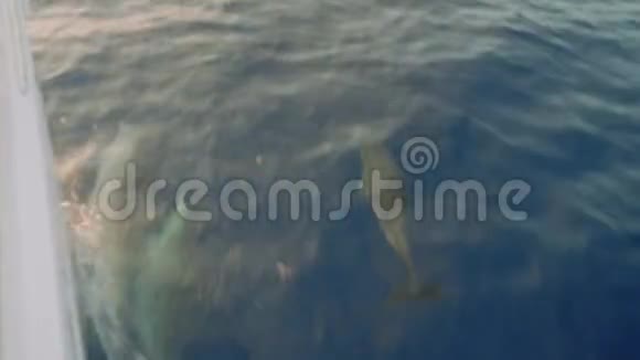 海豚在帆船附近的海洋中游泳从游艇右舷的视野视频的预览图