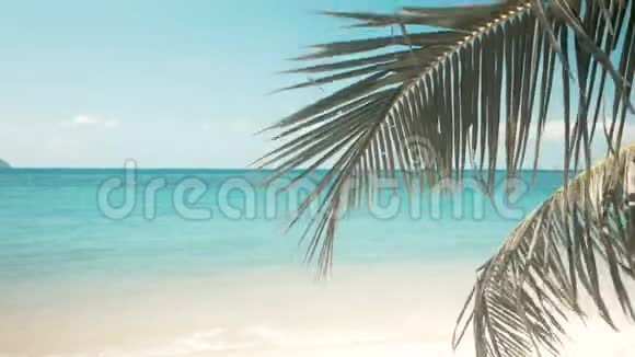 棕榈叶使海滩与大海相映成趣视频的预览图