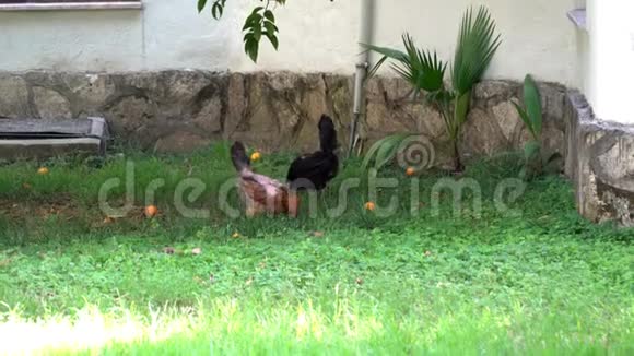 黑棕色的母鸡在草地上啄东西视频的预览图