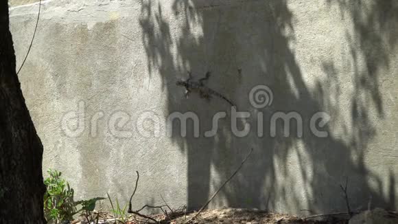 灰色蜥蜴坐在水泥墙上视频的预览图