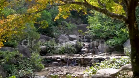 秋天的日本森林郁郁葱葱一片水落在岩石上视频的预览图