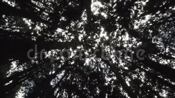 台湾阿里山风景区树冠与阳光透过森林照耀视频的预览图