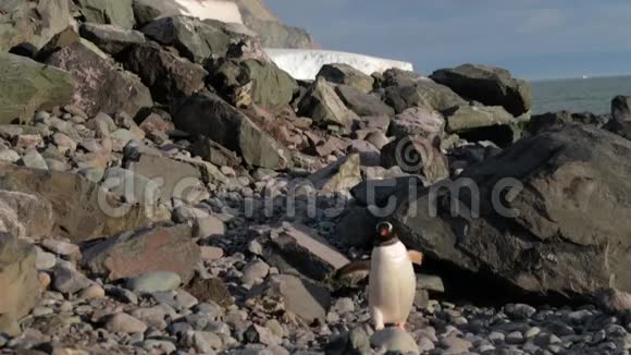 企鹅从小山上飞下来视频的预览图