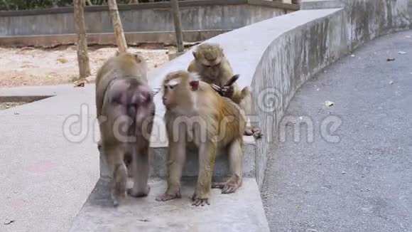 棕色猴子的家人互相照顾视频的预览图