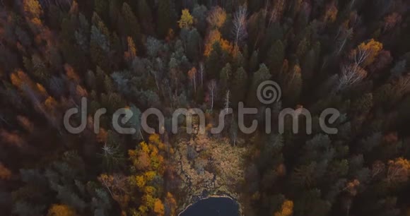 空中无人机观湖和森林在树木之上俄罗斯风景与松树和冷杉晚上时间在野生自然4K视频的预览图