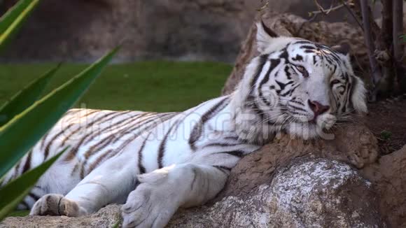 白虎在国家公园休息视频的预览图
