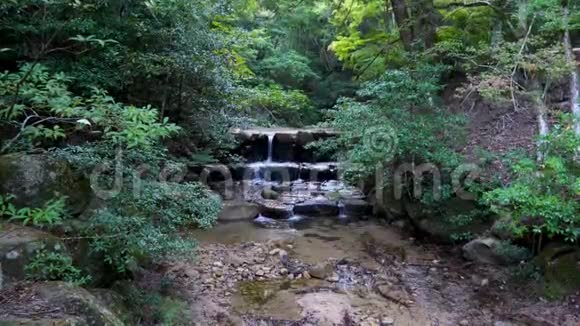 秋天的日本森林郁郁葱葱一片水落在岩石上视频的预览图