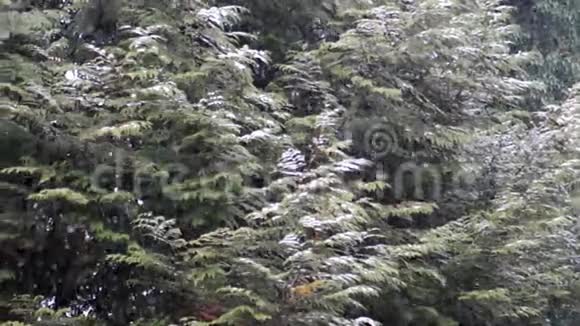 在森林里缓慢地下雪视频的预览图