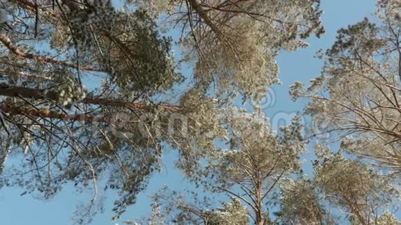 树梢对着蓝天视频的预览图