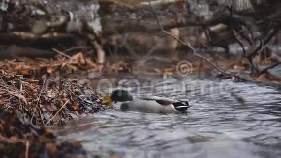 喂鸟鸭子在湖里或河里的森林里吃种子美丽的野生动物关上门视频的预览图