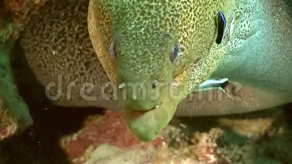 红海纯净水中大金胸沙文尼鳗鱼的头部视频的预览图