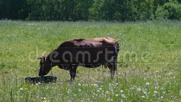 奶牛在牧场饮水视频的预览图