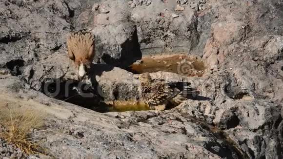 狡猾的秃鹫狮鹫和年轻的帝国鹰在山上视频的预览图