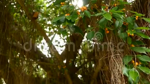 棕色的长空根的大印度榕树悬挂在阳光和风有黄色果实的绿叶视频的预览图