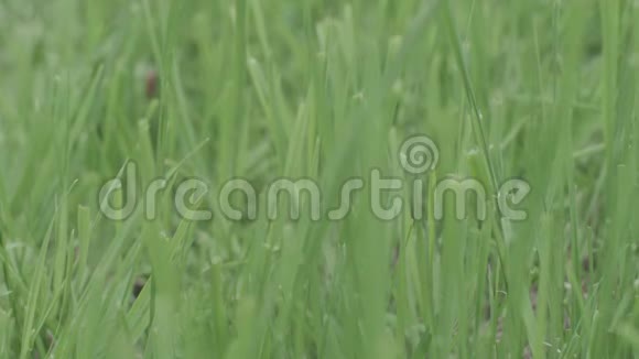 完美的绿色背景由新鲜的草库存天然绿色背景视频的预览图