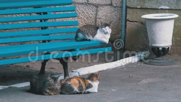 许多流浪猫坐在公园的长凳附近视频的预览图