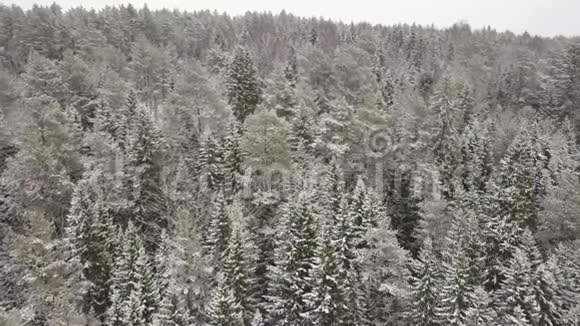 冬季森林的鸟瞰雪树枝的鸟瞰冬季森林视频的预览图