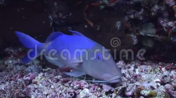 水下放松视频关于鱼在珊瑚礁纯透明的红海视频的预览图