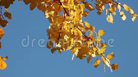 黄色的白杨树在天空背景上留下视频的预览图